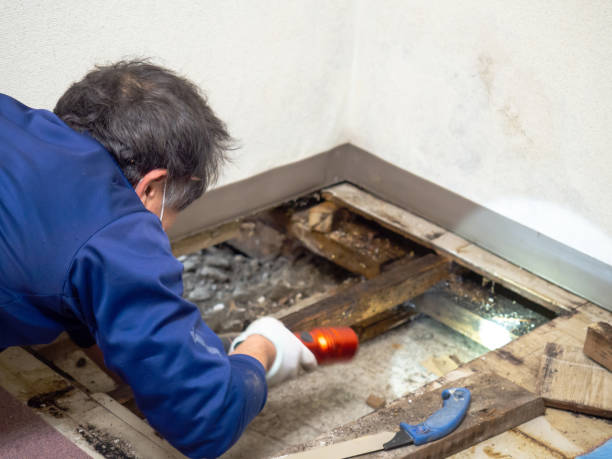 Best Mold Testing  in Warrensburg, MO