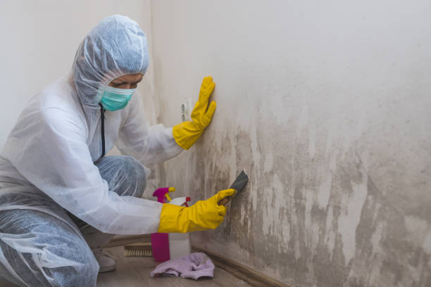 Best Black Mold Removal  in Warrensburg, MO