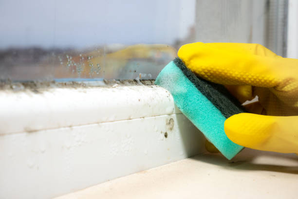 Best Professional Mold Removal  in Warrensburg, MO