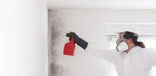 Trusted Warrensburg, MO Mold Removal Experts
