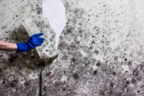 Best Same-Day Mold Removal  in Warrensburg, MO